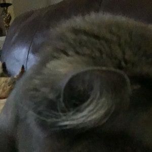 Meet your Posher, Shanaz